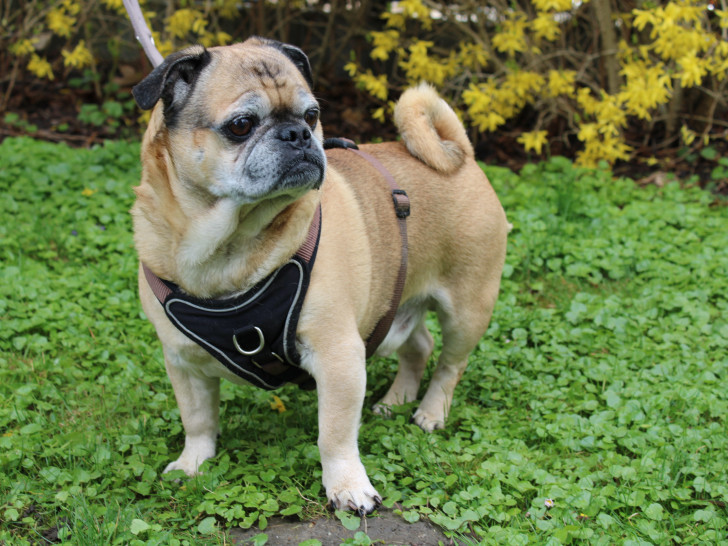 Barney sucht ein neues Zuhause.