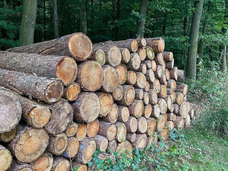 Holzstämme im Wald (Archiv)