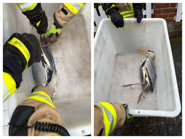 Der Graureiher wurde von Schnur und Metallbügel befreit.