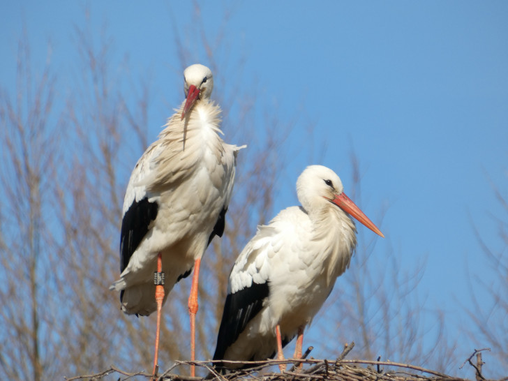 Das Storchenpaar Paul und Pauline aus Broitzem.