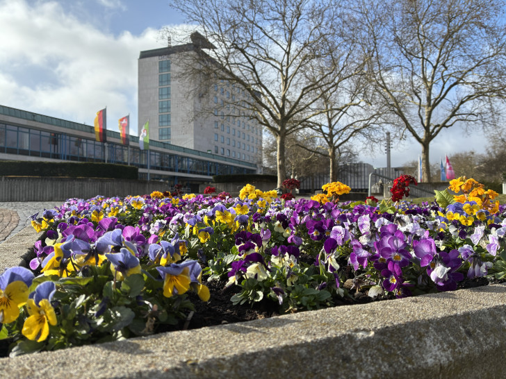 Überall blühen die Frühlingsblumen, hier auf dem Rathausplatz. 
