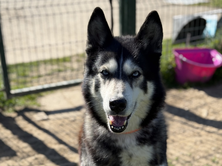 Husky-Rüde Navy ist ein toller Begleiter.
