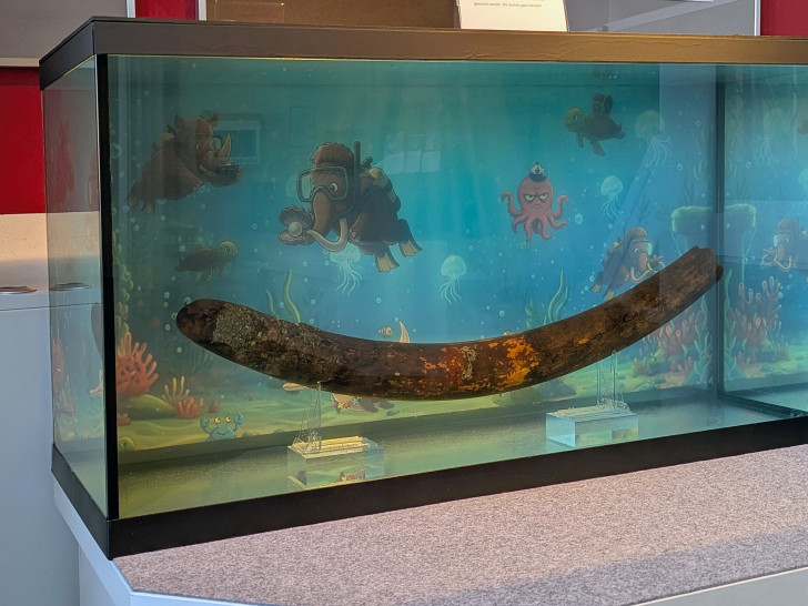 Der Stoßzahn hat eine neue nasse Heimat gefunden.