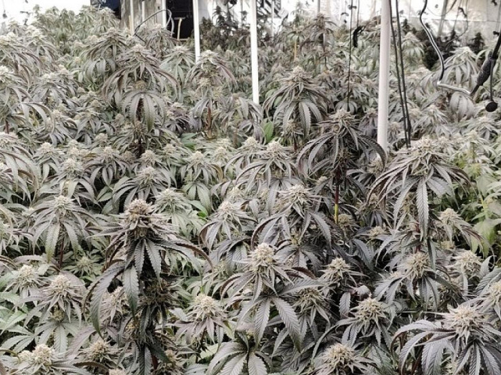 Cannabis-Plantage (Archiv)