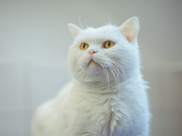 Sorgenkind Olaf sehnt sich nach einem liebevollen Zuhause.