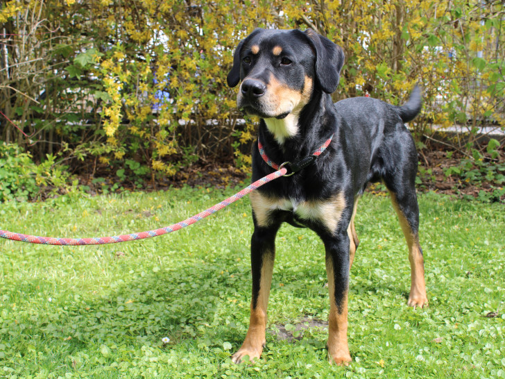 Bali ist ein sportlicher Hund der körperliche und geistige Auslastung benötigt.