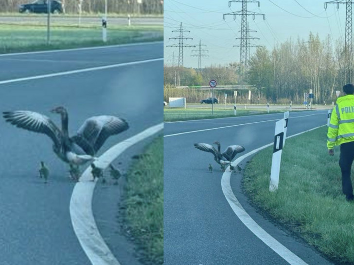 Eine Gänsefamilie hatte sich auf die Autobahn verirrt. 