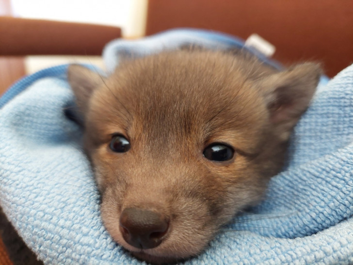 Ein Spaziergänger fand am Donnerstag einen kleinen Fuchs. 