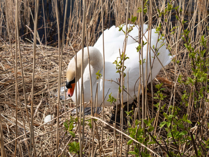 Ein Schwan brütet am Salzgittersee.