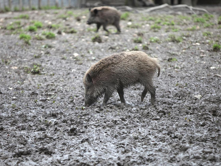 Wildschwein (Archiv)