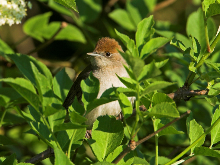 Ein naturnaher Garten bietet der Mönchsgrasmücke alles, was sie zum Leben und Brüten braucht.