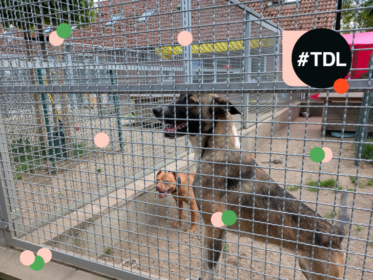Im Tierheim Braunschweig warten zahlreiche Tiere auf ein liebevolles Zuhause.