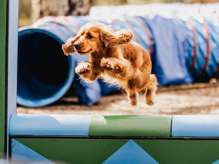 Die Harzer Hunde-Tage verbinden Information, Training und Freizeitspaß inmitten der Harzer Natur.