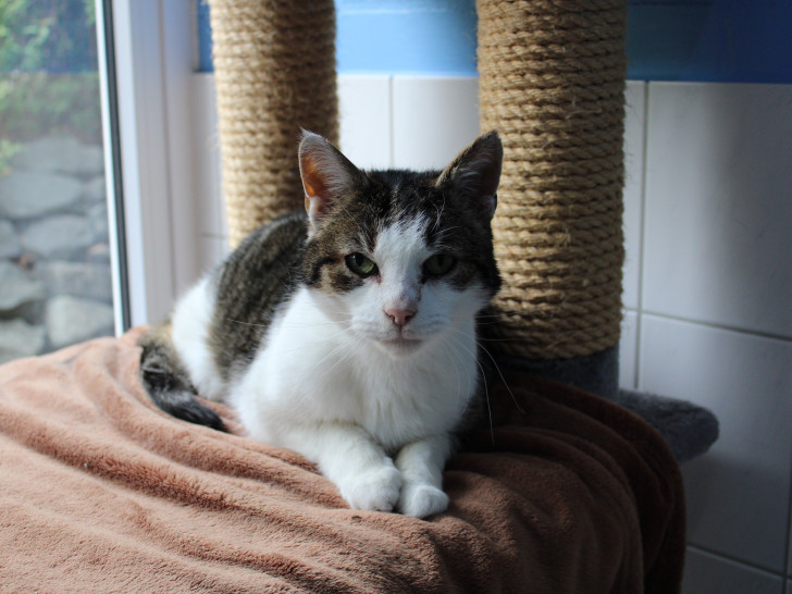 Matti wünscht sich Freigang im neuen Zuhause.