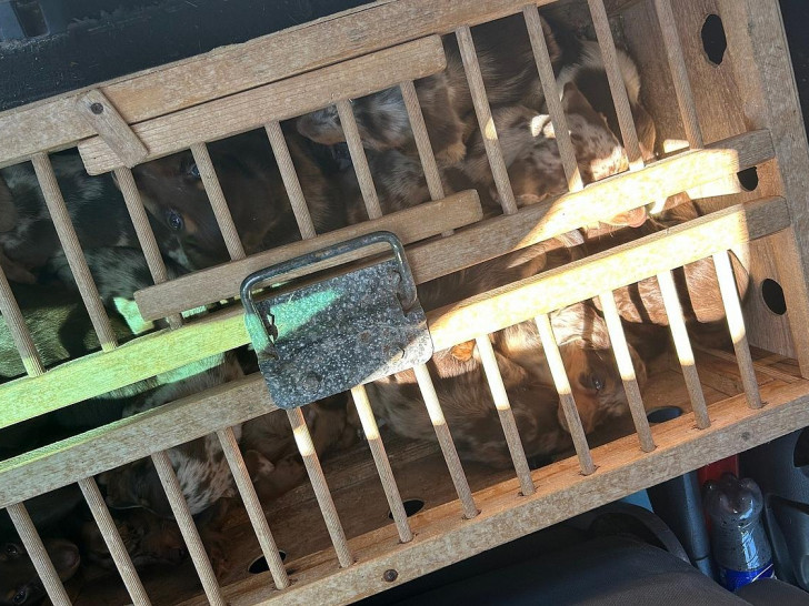 Zoll entdeckt 14 Dackelwelpen und zwei tragende Muttertiere in PKW (Archiv)