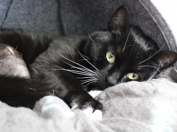 Izzy wartet im Tierheim Braunschweig auf ein neues Zuhause.