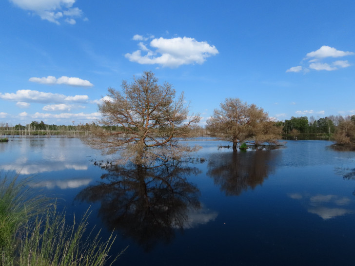 Wiedervernässung im Großen Moor bei Gifhorn.