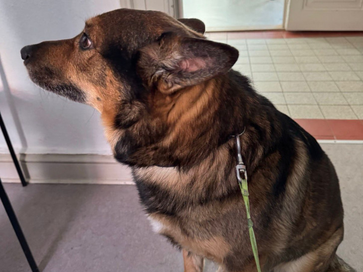 Wer kennt diesen Hund? Die Polizei in Bad Harzburg bittet um Hinweise.