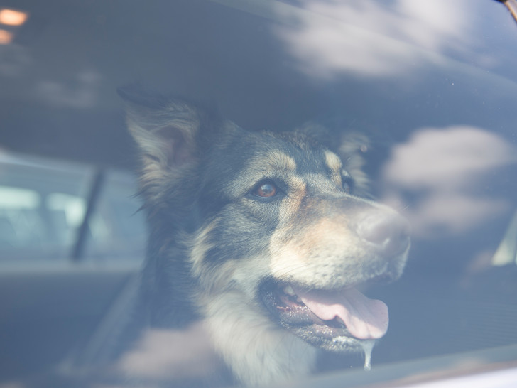 Ein überhitztes Auto kann für einen Hund schnell zur tödlichen falle werden.