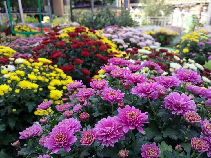 Blumen im Gartenfachgeschäft (Archiv)
