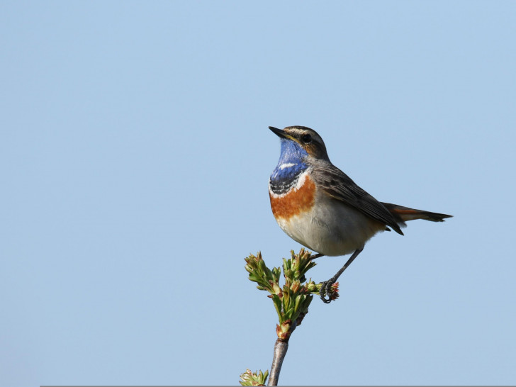 Im Naturschutzgebiet Riddagshausen brüten viele verschiedene Vogelarten, darunter das Blaukehlchen.
