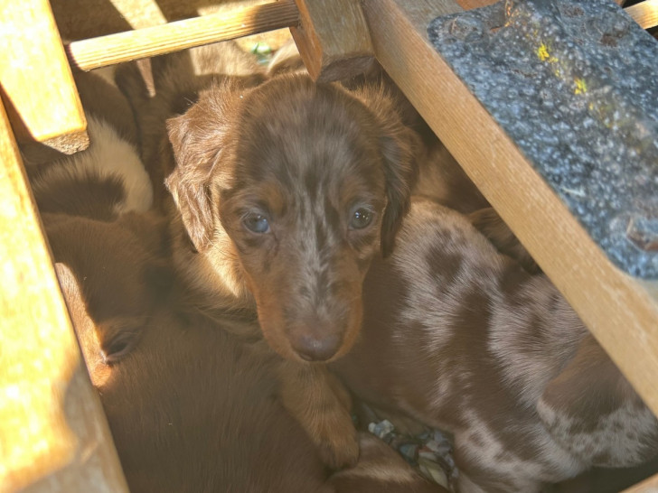 Die Welpen waren in einer Taubentransportbox untergebracht.