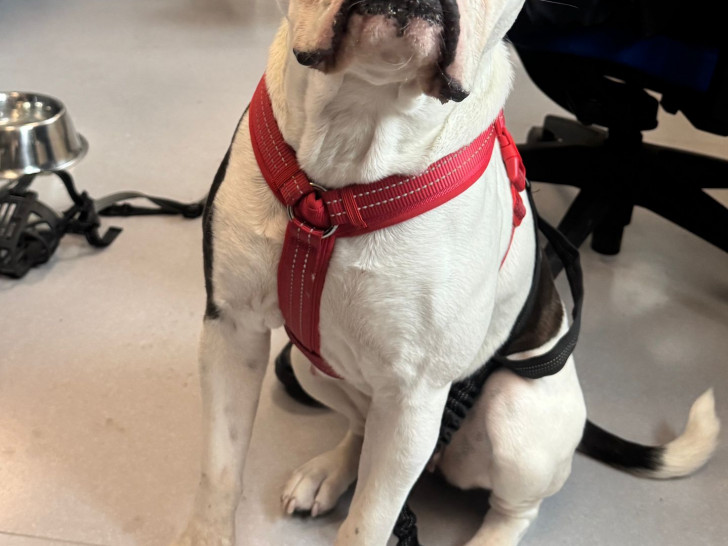 Dieser Hund war an einer Laterne angebunden.