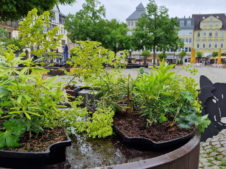 Die rund 20 Pflanzinseln für die Peiner Innenstadt sind mit besonders insektenfreundlichen Blumen bestückt.