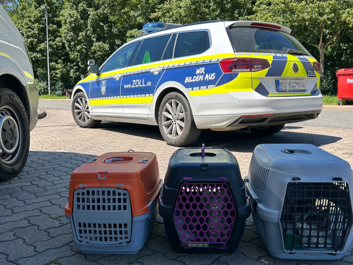 Straßenkatzen aus Bulgarien in ihren Transportboxen im Schatten auf der Raststätte.