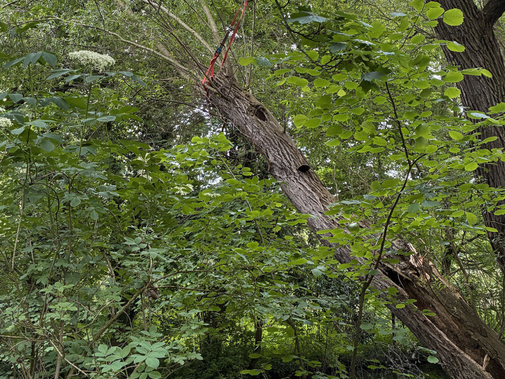 Der Baum wurde gesichert.