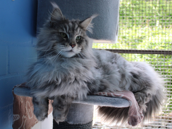 Kater Simba zeigt sich im Tierheim stets von seiner besten Seite.