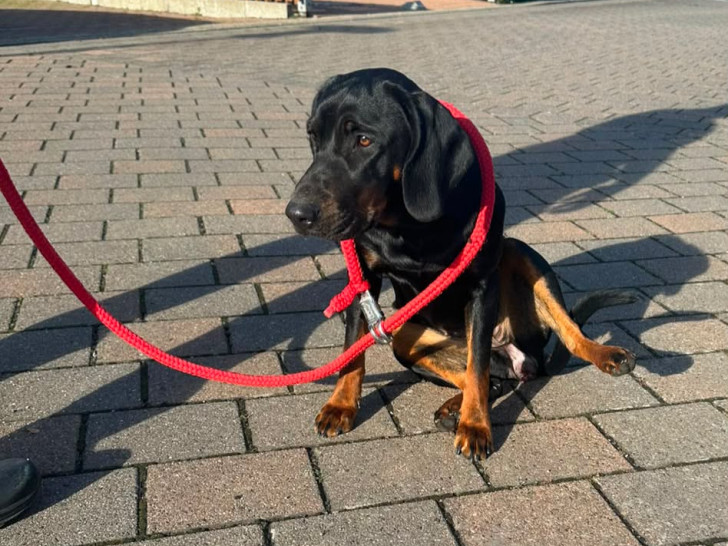 Die Polizei Braunschweig sucht nach dem Halter dieser Hündin.