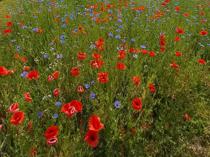 Eine Blühwiese am Hauptfriedhof.