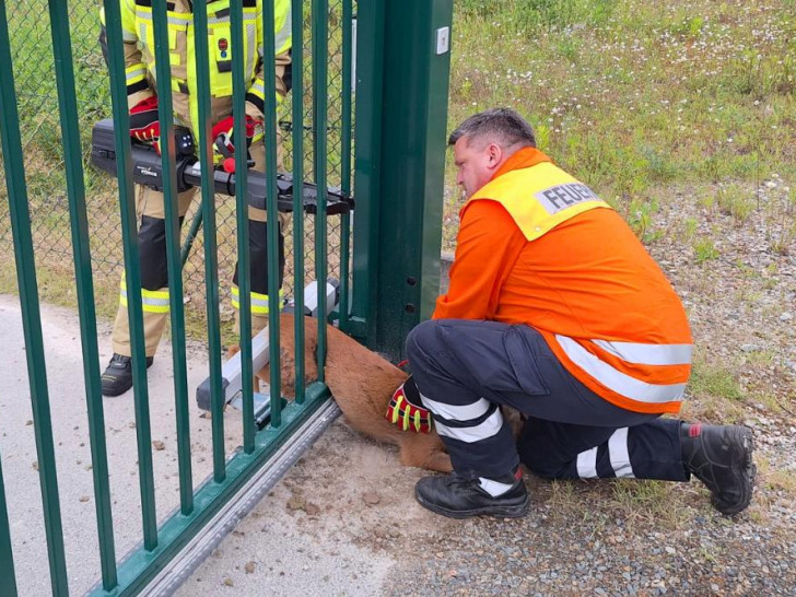Die Feuerwehrleute retteten das Reh aus seiner misslichen Lage.