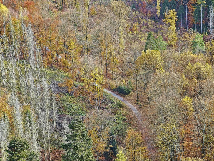 Wald (Archiv)