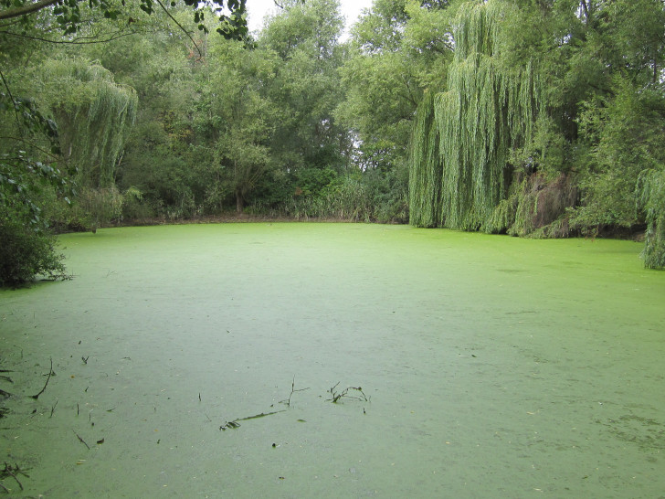 Der Hordorfer Teich soll entschlammt werden.