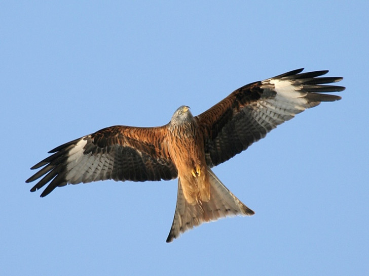 Ein Rotmilan im Flug.