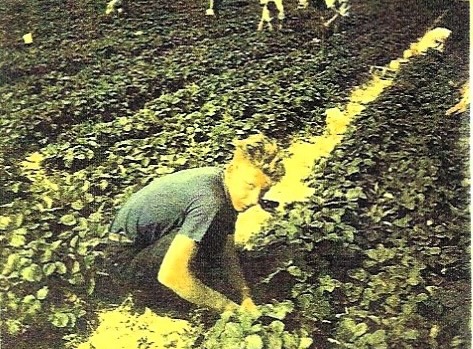 Jürgen Hartmann auf dem Erdbeerfeld im Juni 1960.