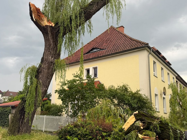 Dieser große Baum wurde Opfer des kurzen Unwetters.