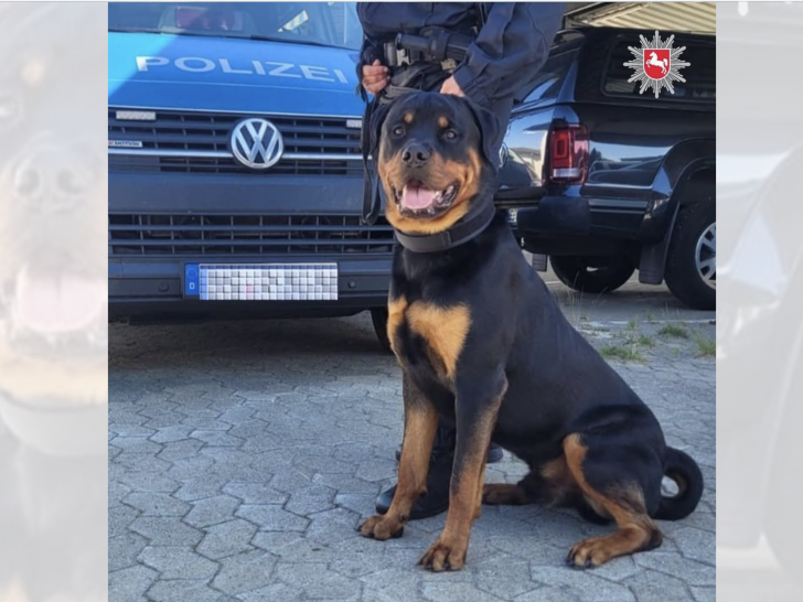 Stitch macht gerade seine Ausbildung zum Polizeihund.