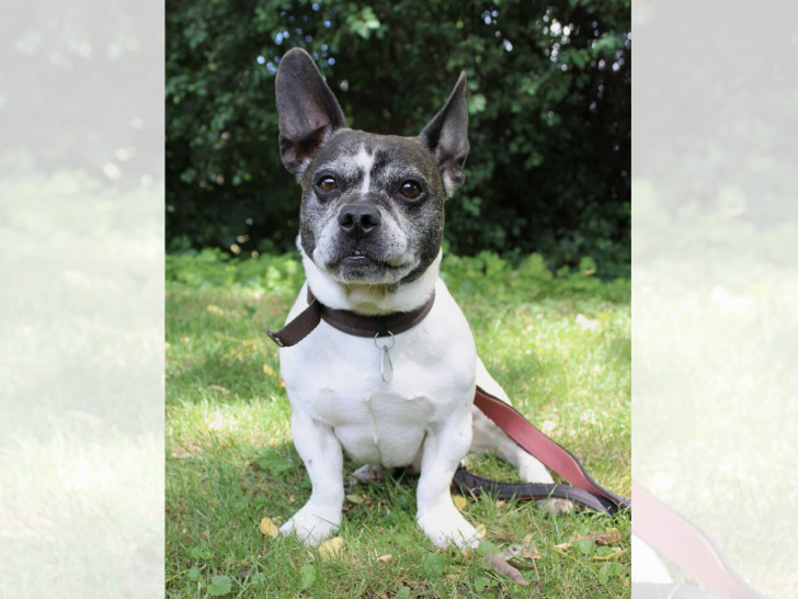 Der Französische Bulldoge-Jack Russel-Mischling Buddy wurde vor einigen Jahren herrenlos aufgefunden.