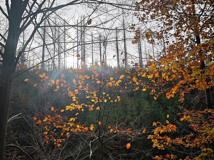 Herbstlicher Wald mit toten Bäumen (Archiv)