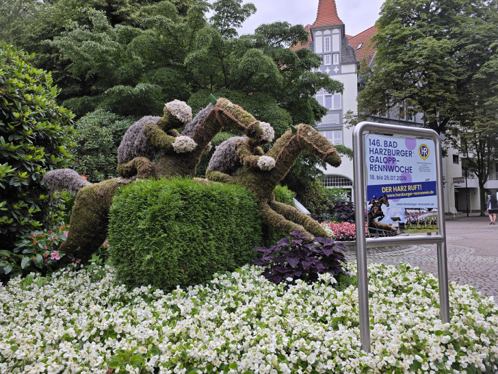 Galopprennwoche noch bis Sonntag in Bad Harzburg.