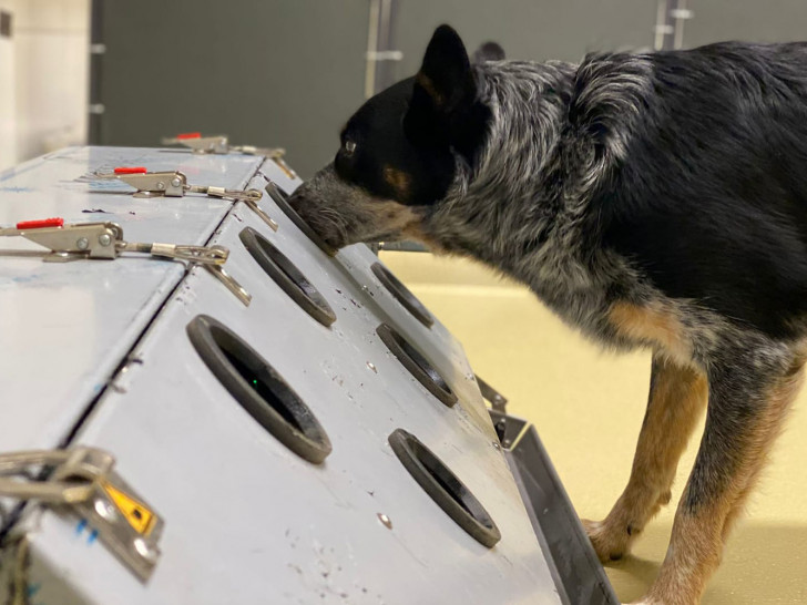 Ein speziell trainierter Spürhund „erschnüffelt“ Hinweise auf Long Covid.