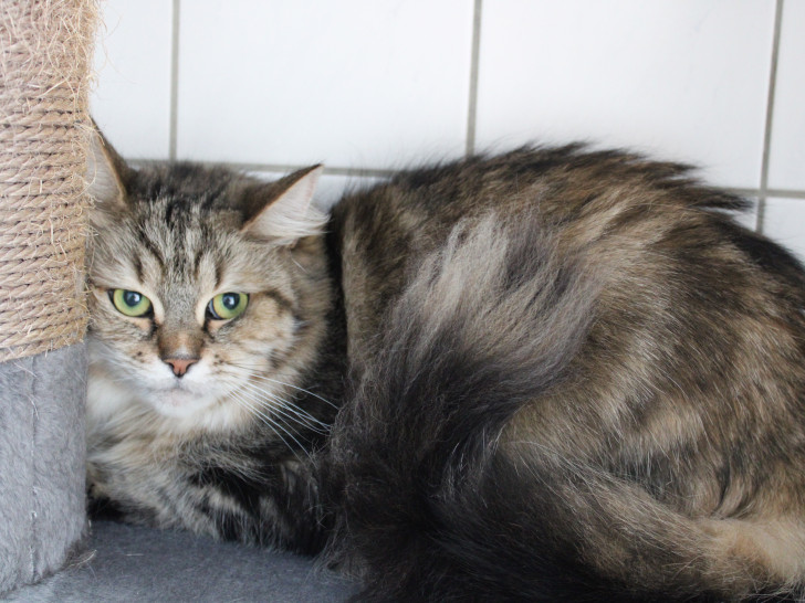 Maine Coon-Mischling Aliza wurde in  einem Transportkorb ausgesetzt aufgefunden.