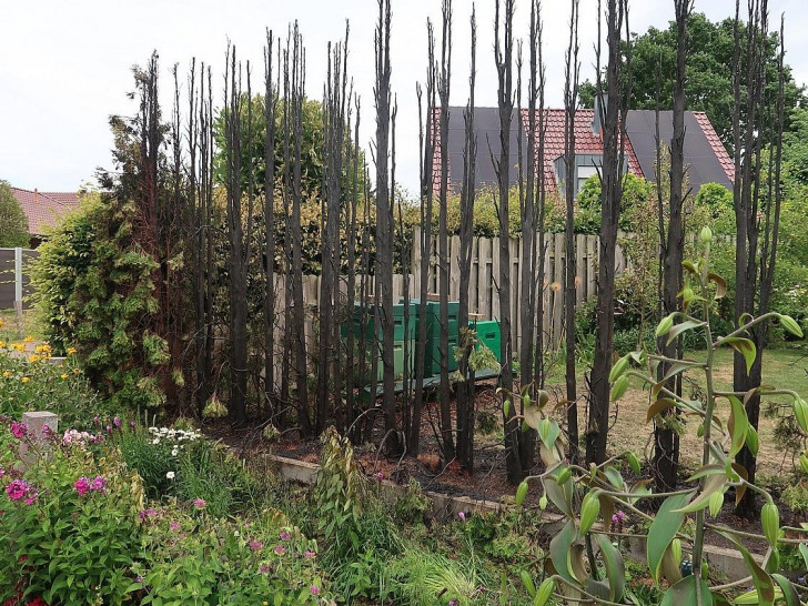 Hecke (Archiv)