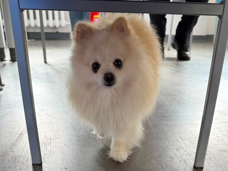 Wem gehört dieser niedliche Hund?