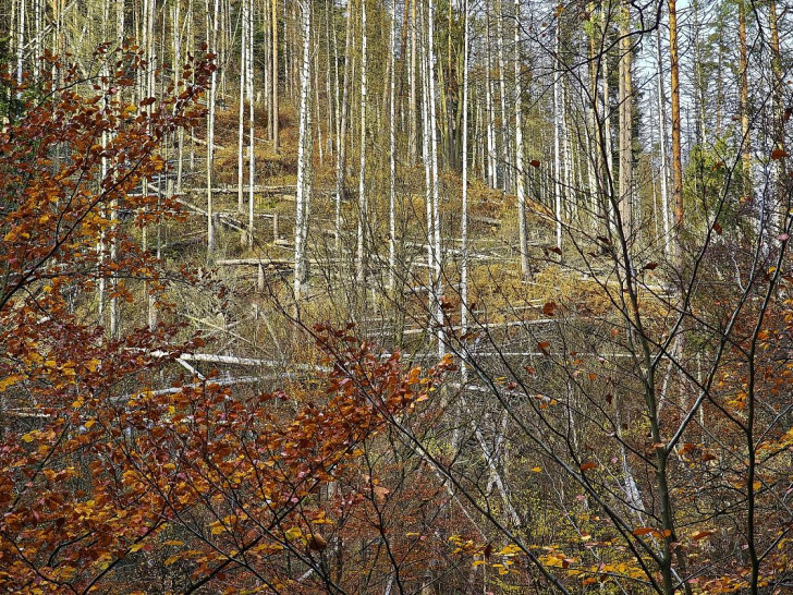 Wald (Archiv)