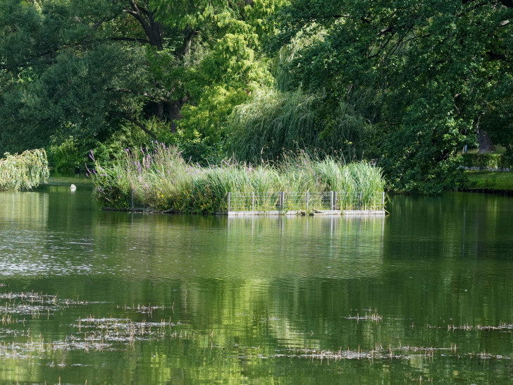 Das Wasser im Stadtgraben bereitet immer wieder Sorgen.