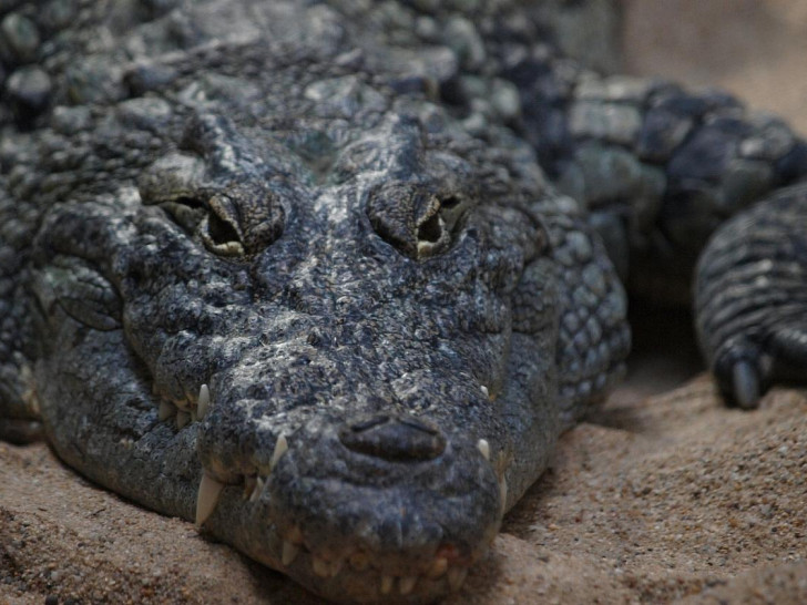 Krokodil (Archiv)